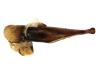 Harpalus rufipalpis